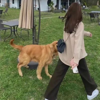 追梦小海豚